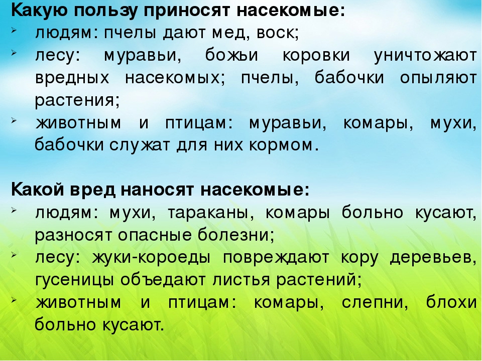 Презентация-игра по познавательному развитию "Мир насекомых" (младшая группа)