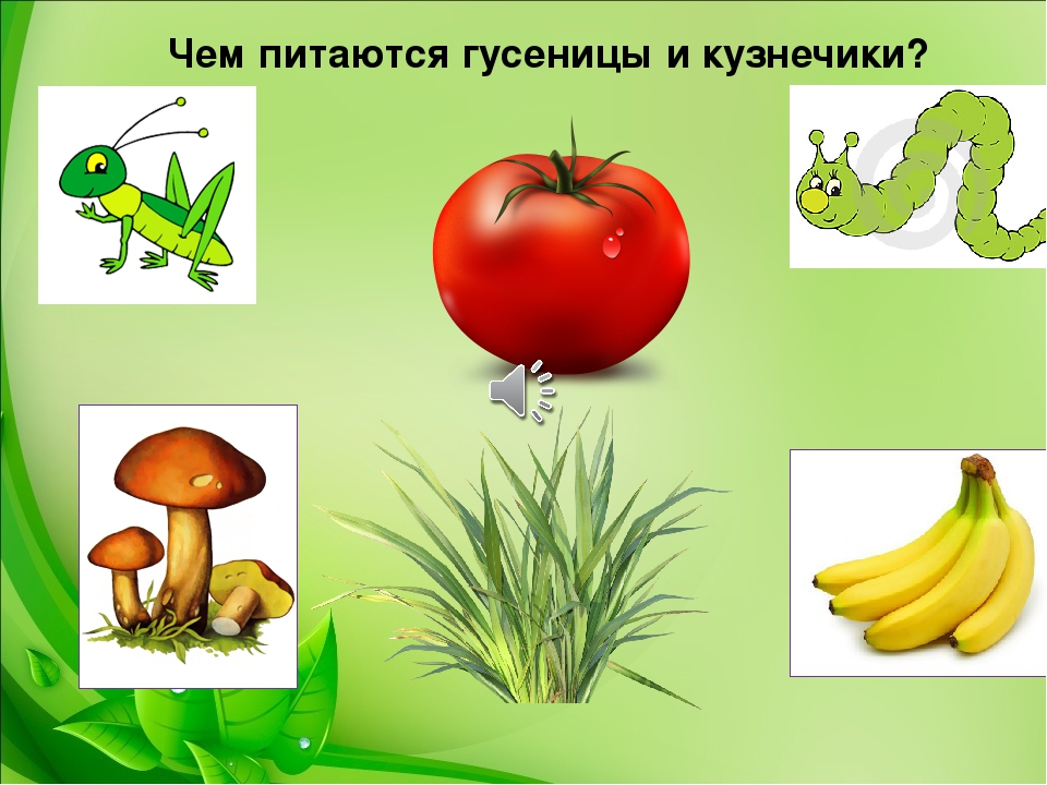 Презентация-игра по познавательному развитию "Мир насекомых" (младшая группа)