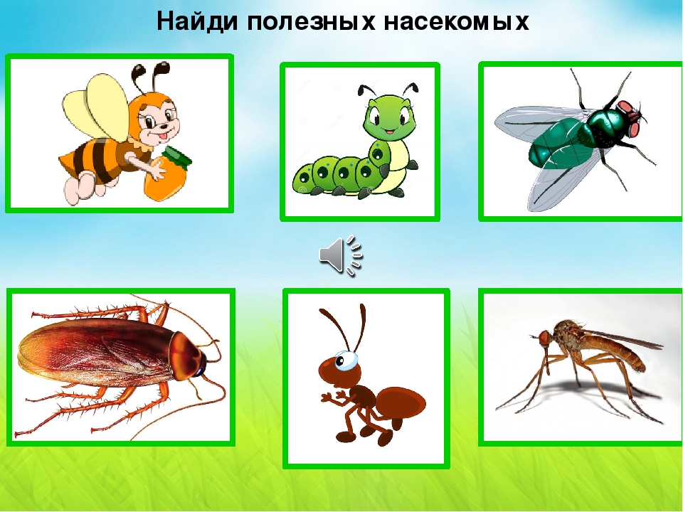 Презентация-игра по познавательному развитию "Мир насекомых" (младшая группа)