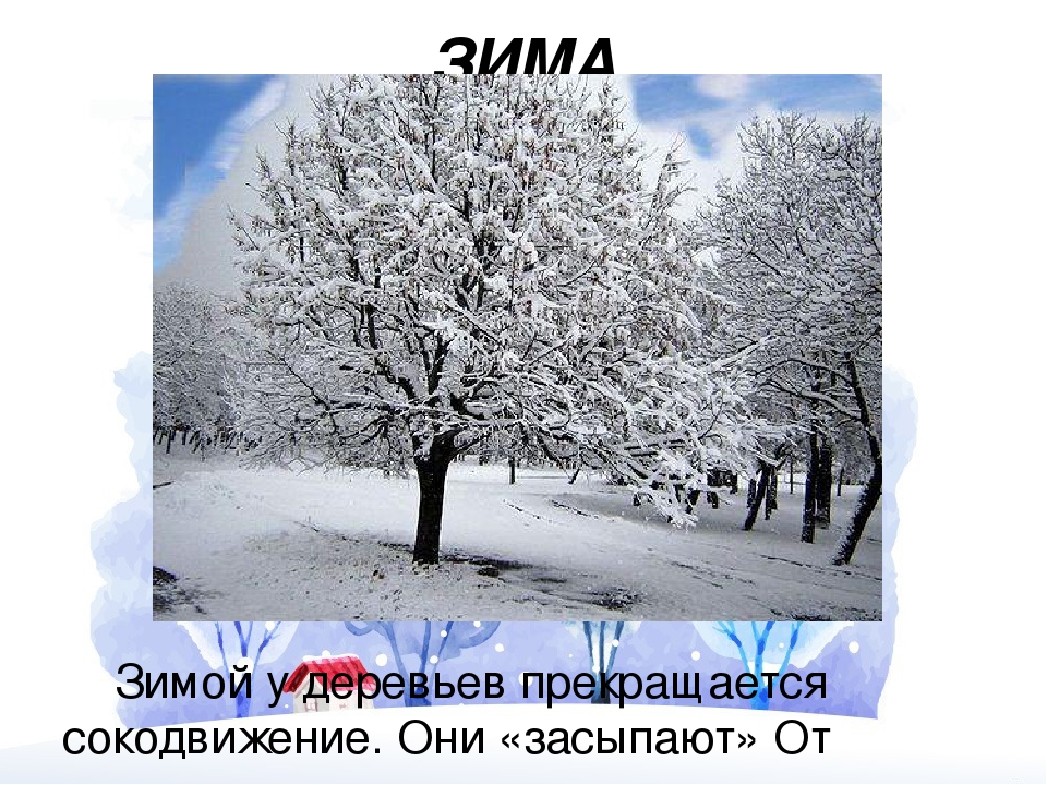 Презентация по ознакомлению с окружающим миром на тему "Растительный мир" для детей старшего дошкольного возраста
