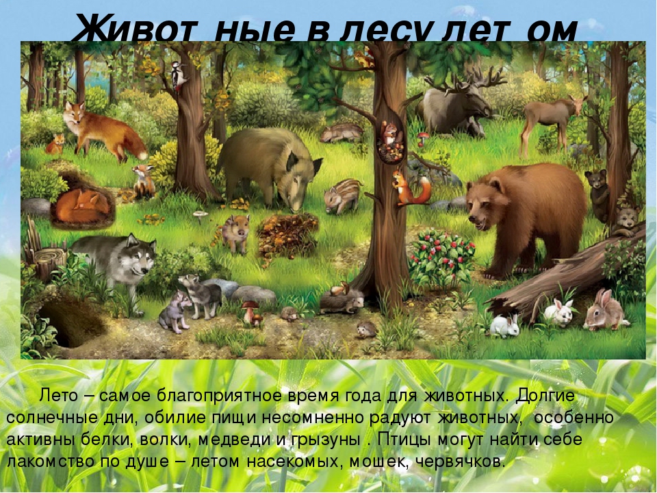 Презентация по ознакомлению с окружающим миром на тему "Животный мир" для детей старшего дошкольного возраста