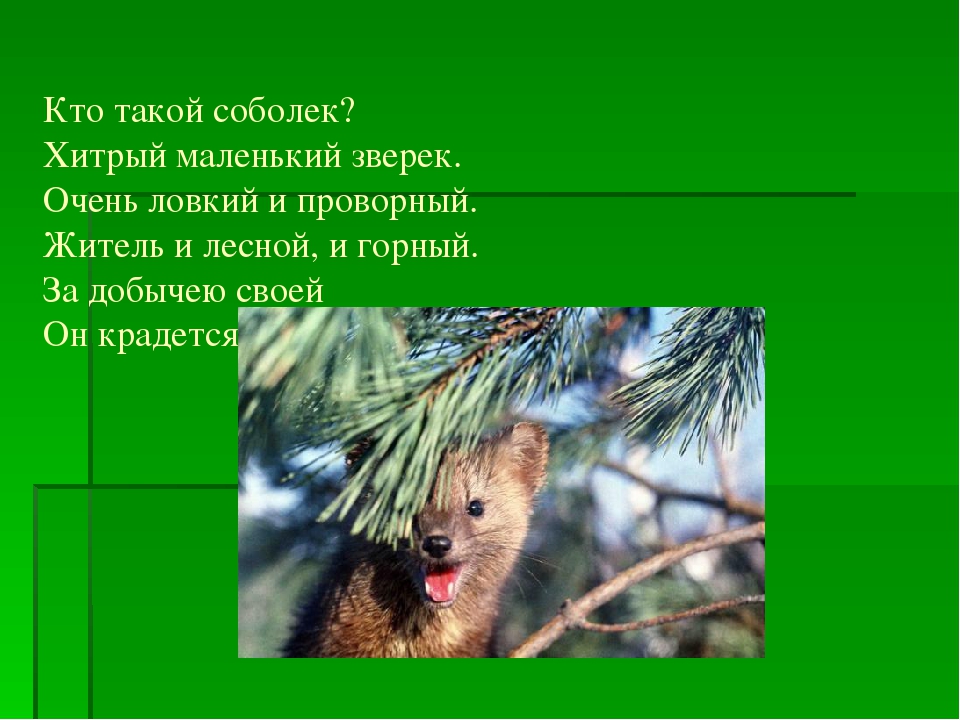Презентация по ознакомлению с природой родного края "Вышел соболь на охоту"
