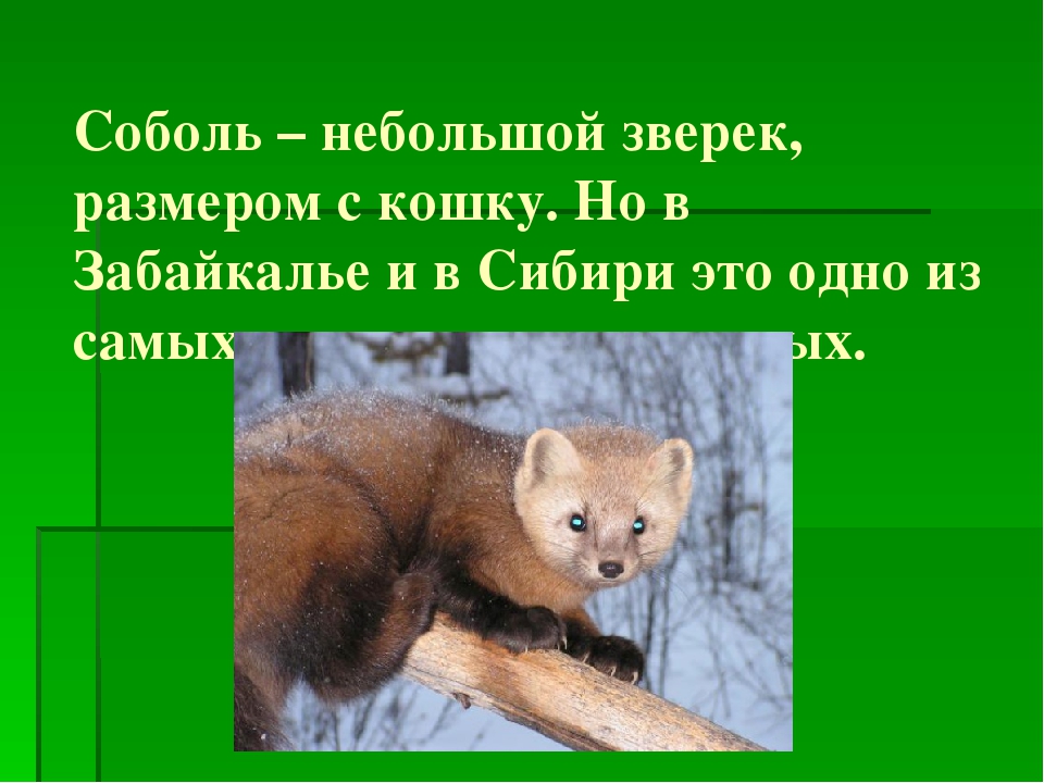 Где встречается соболь. Соболь краткое описание. Соболь животное Размеры. Соболь интересная информация. Размер соболя зверька.