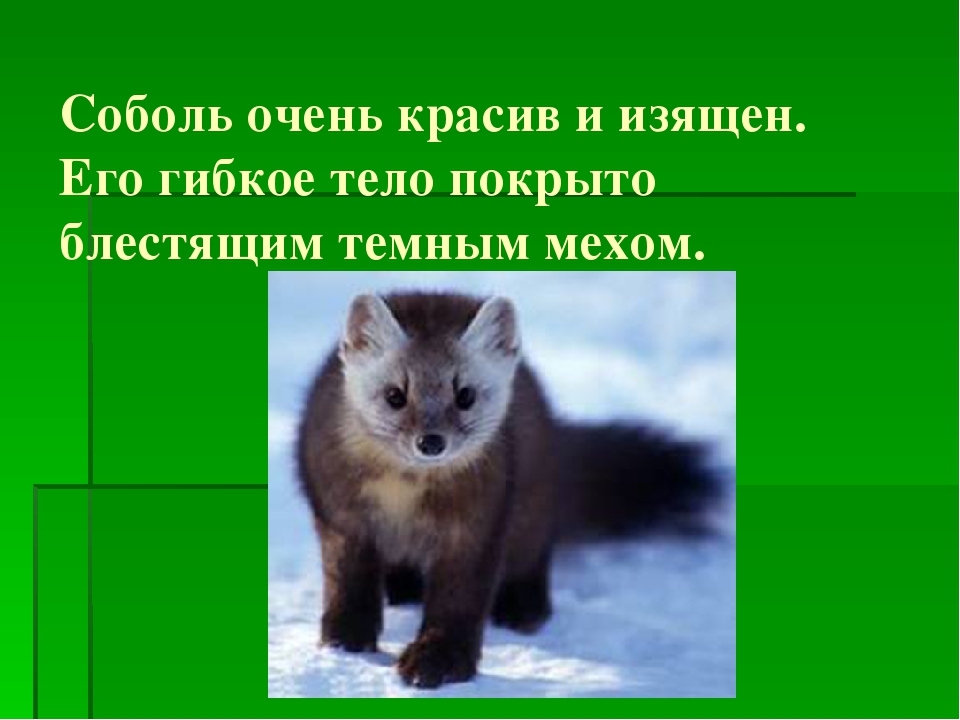 Презентация по ознакомлению с природой родного края "Вышел соболь на охоту"