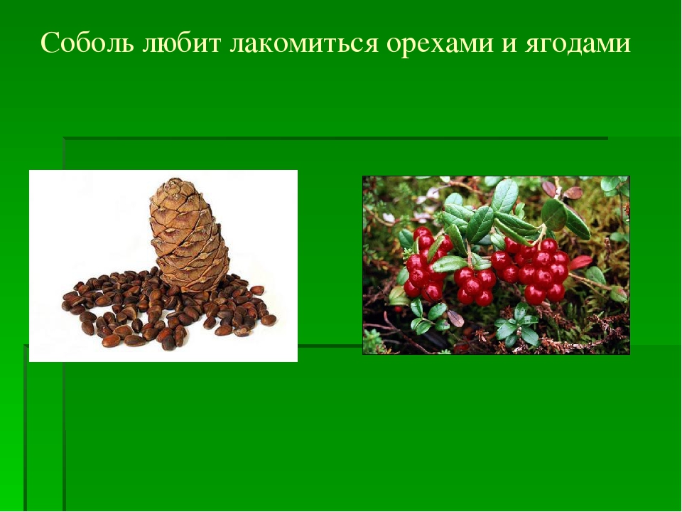 Презентация по ознакомлению с природой родного края "Вышел соболь на охоту"