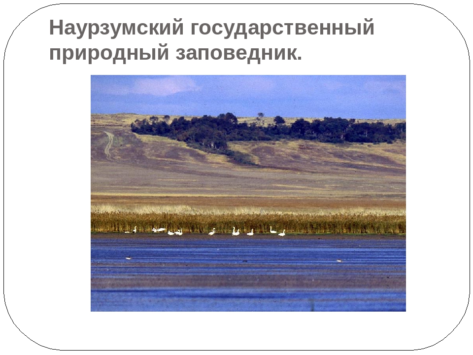 "Экскурсия в Наурзумский заповедник"