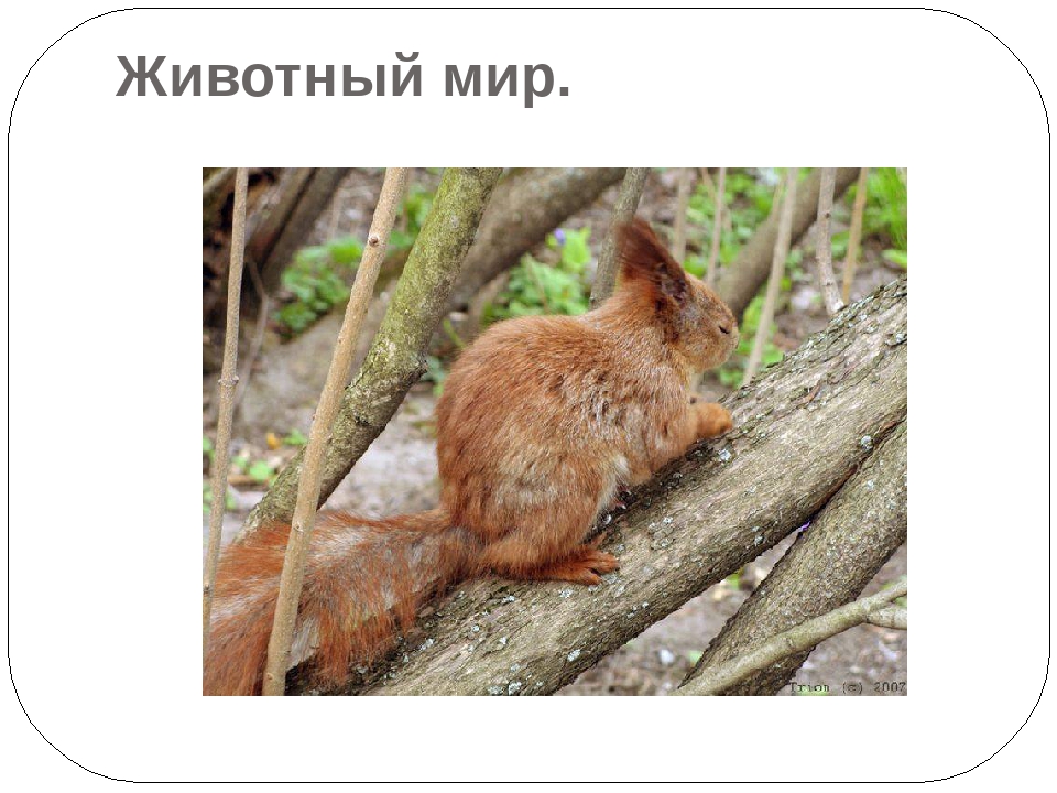 "Экскурсия в Наурзумский заповедник"