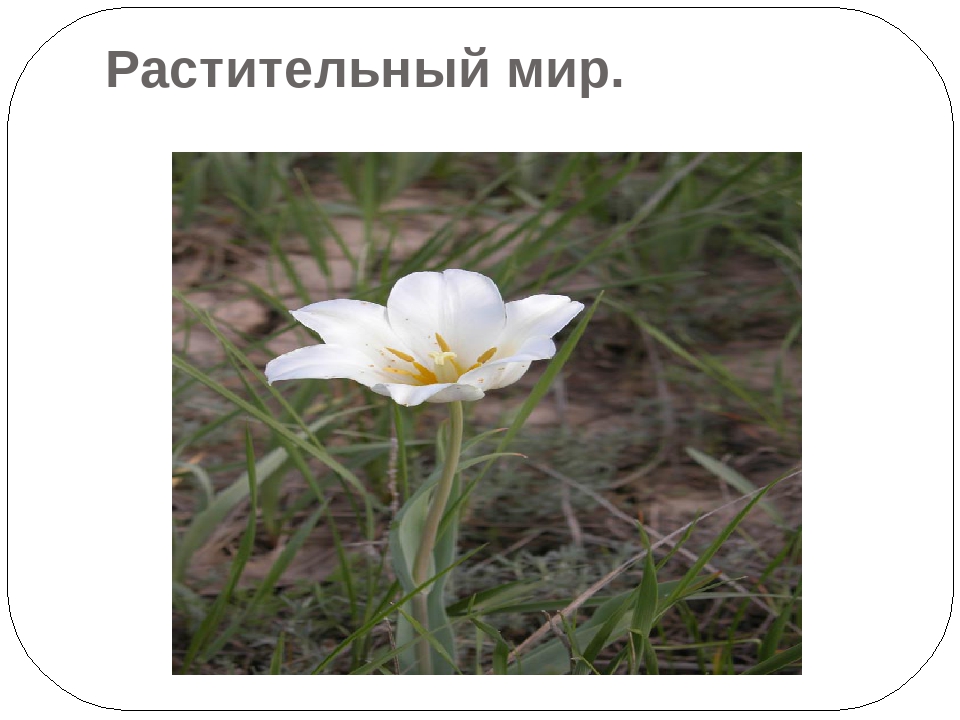 "Экскурсия в Наурзумский заповедник"