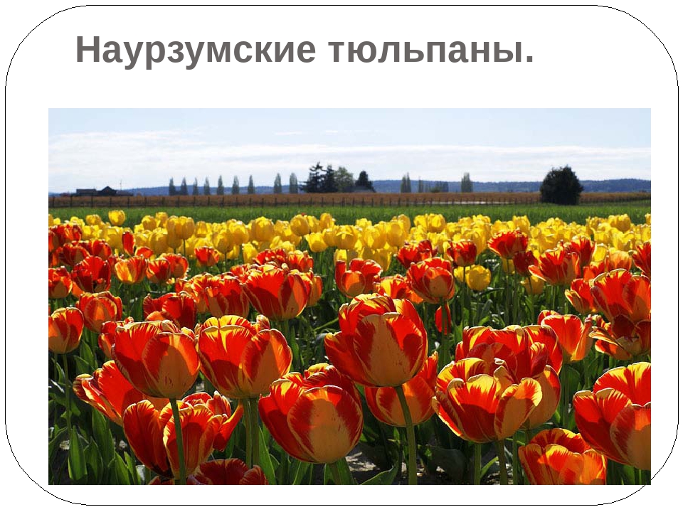 "Экскурсия в Наурзумский заповедник"