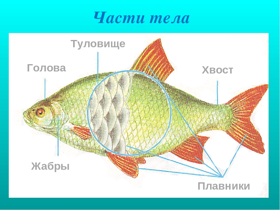 Презентация на тему "Рыбы"