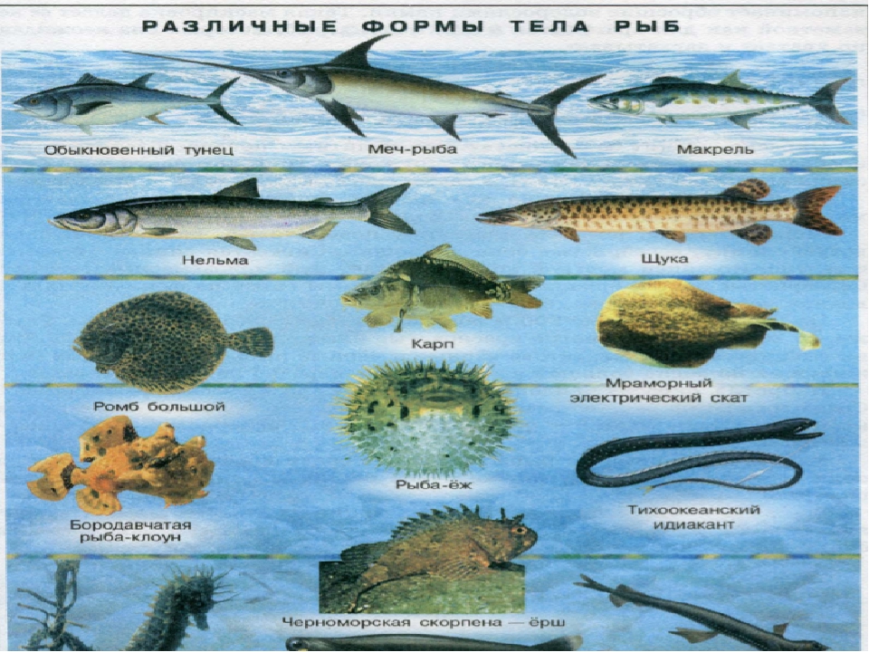 Презентация на тему "Рыбы"