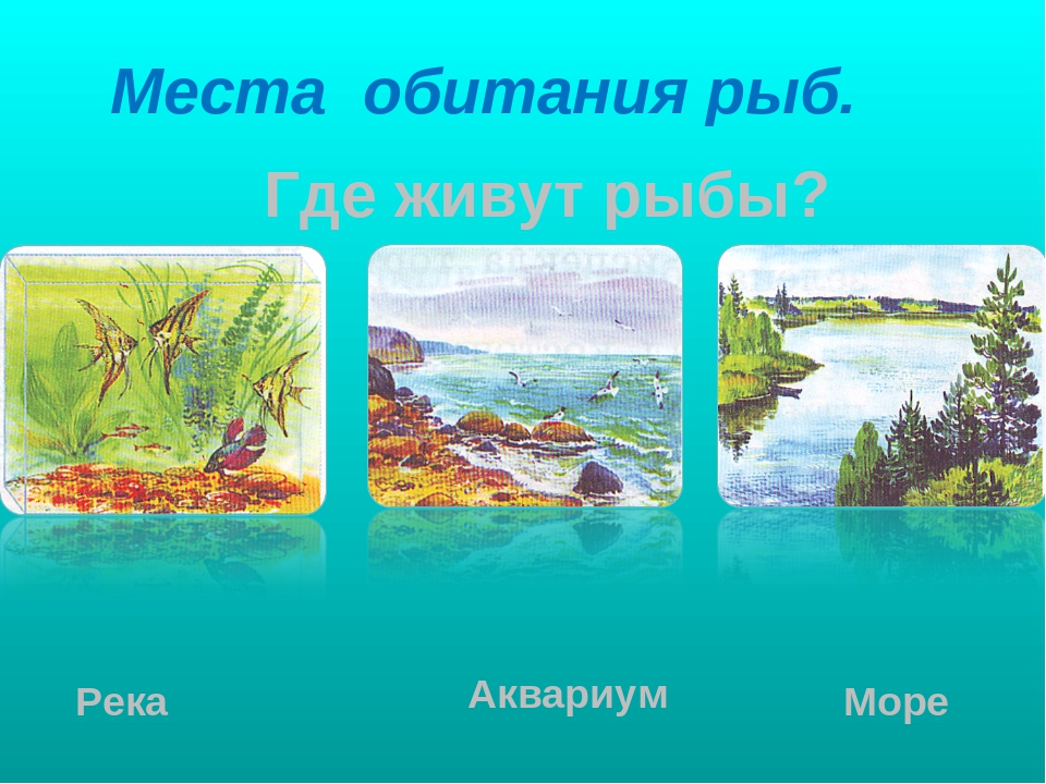 Презентация на тему "Рыбы"