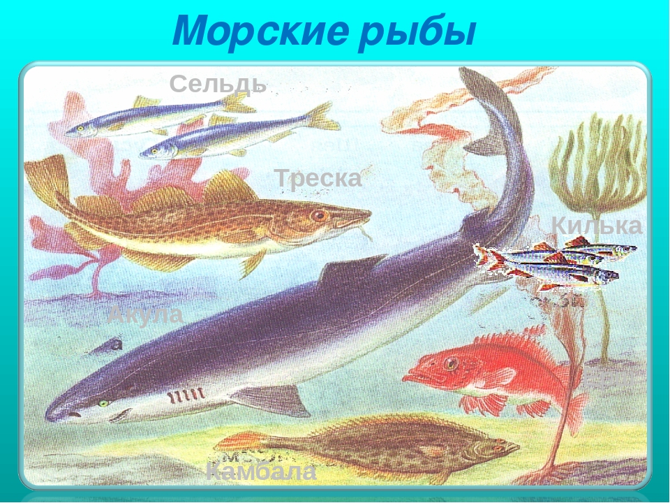 Презентация на тему "Рыбы"