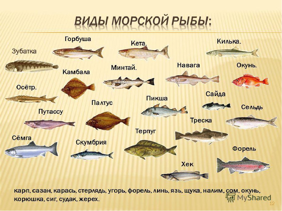 Презентация на тему "Рыбы"