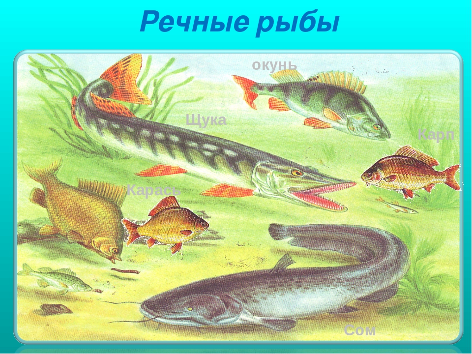 Презентация на тему "Рыбы"