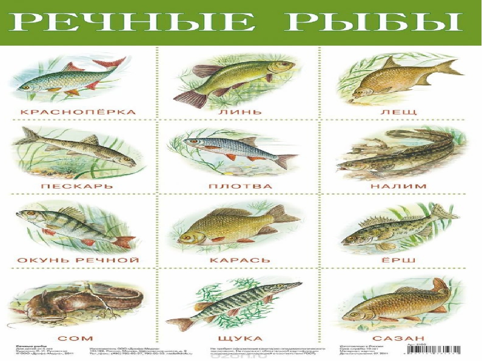 Презентация на тему "Рыбы"