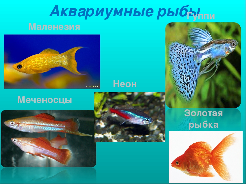 Презентация на тему "Рыбы"