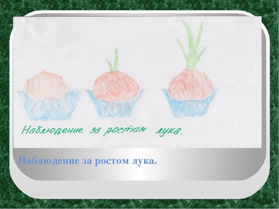 Экологический проект "Огород на окне" в старшей группе ДОУ