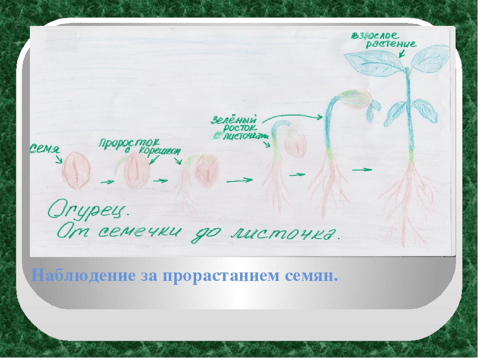 Экологический проект "Огород на окне" в старшей группе ДОУ