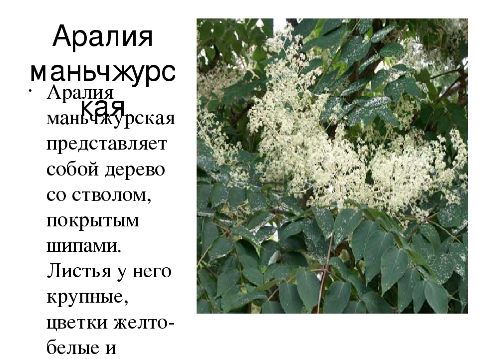 Презентация "Редкие животные Приморского края"