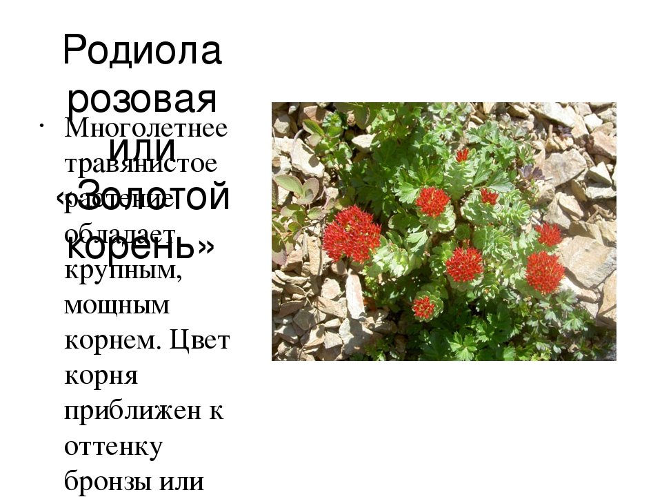 Презентация "Редкие животные Приморского края"