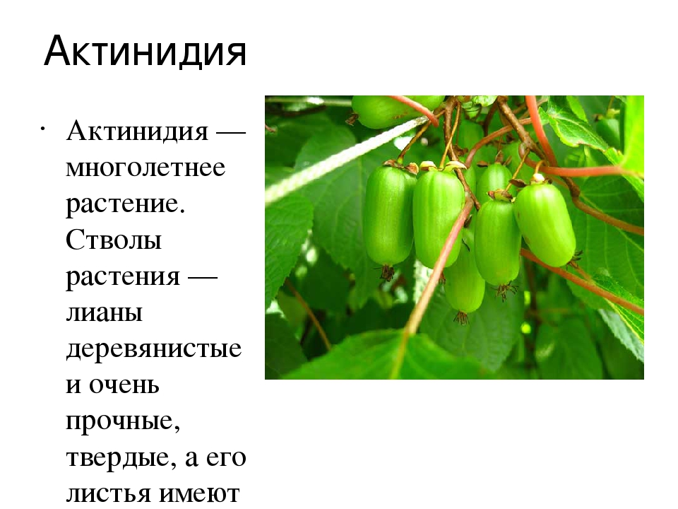 Животные и растения приморского края презентация