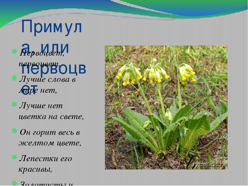 Презентация по теме "Первоцветы"