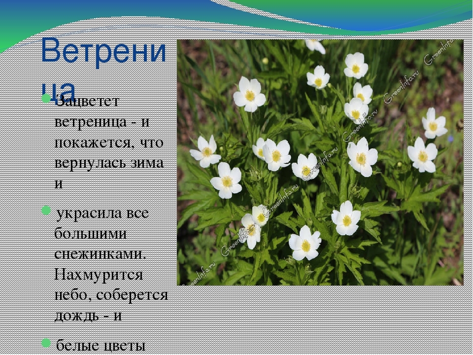 Презентация по теме "Первоцветы"