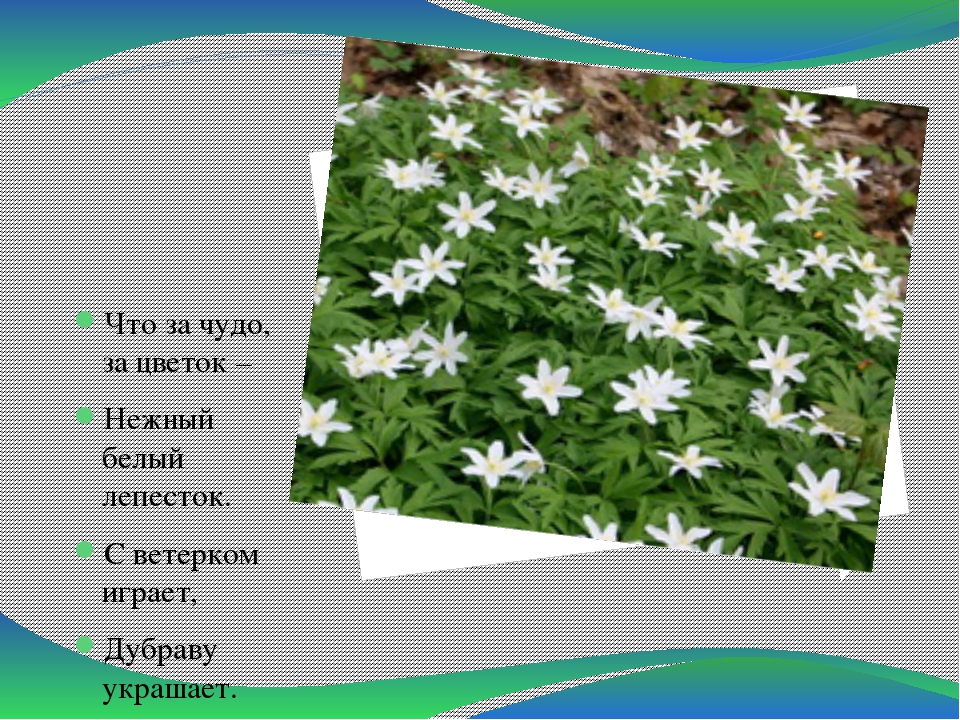Презентация по теме "Первоцветы"