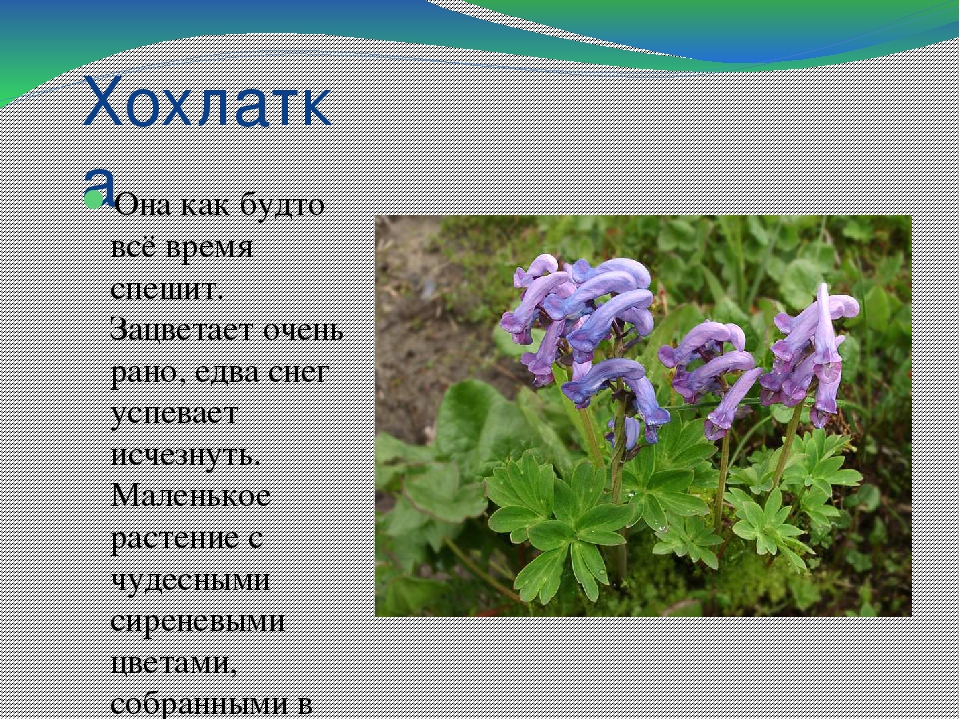 Презентация по теме "Первоцветы"