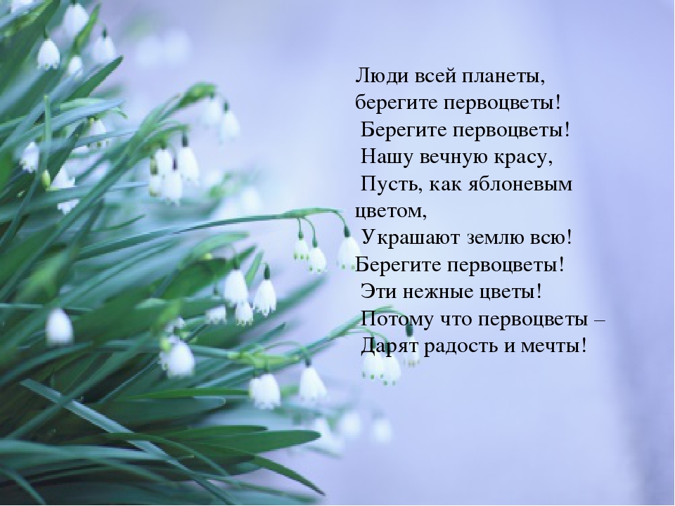 Презентация по теме "Первоцветы"
