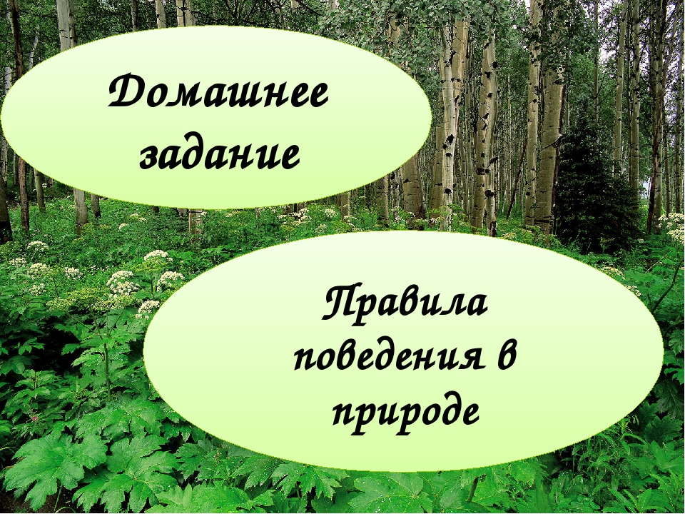 Презентация к познавательной игре "Загадки Лесовичка"