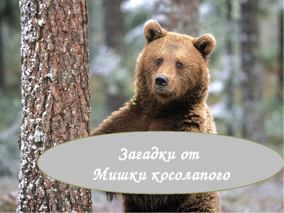 Презентация к познавательной игре "Загадки Лесовичка"