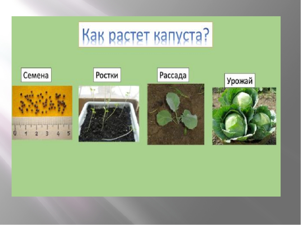 Презентация на тему "Азбука огородника"