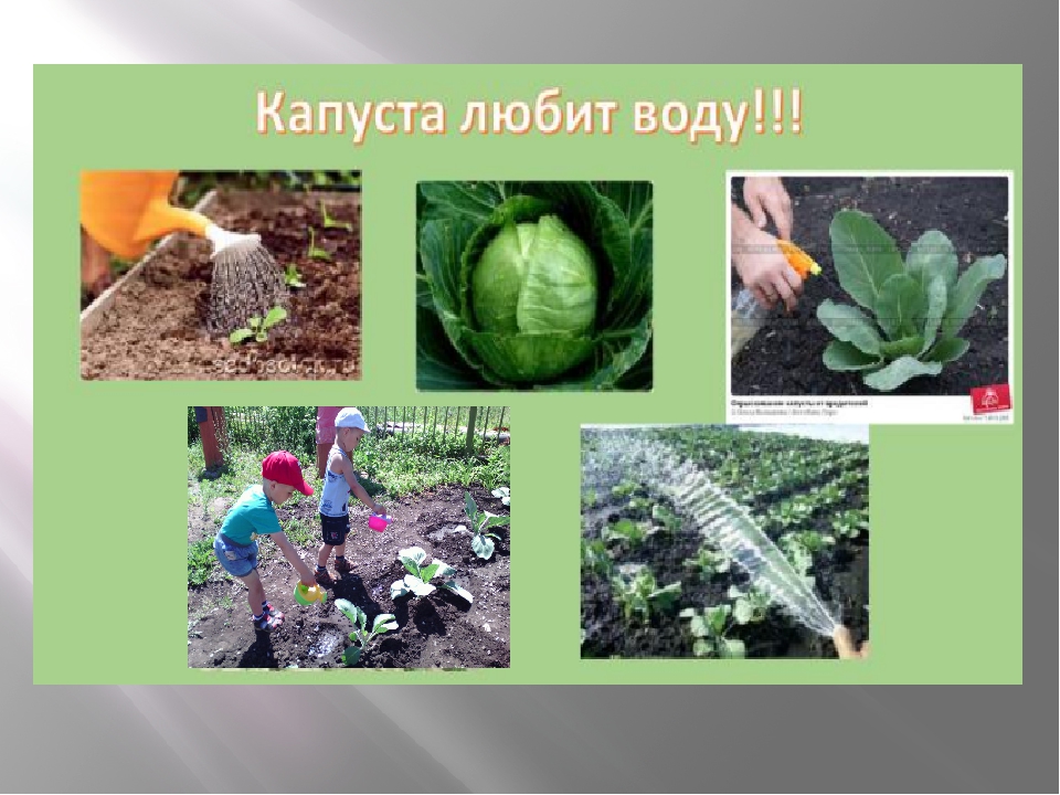 Презентация на тему "Азбука огородника"