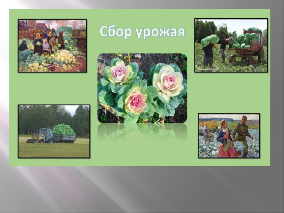 Презентация на тему "Азбука огородника"