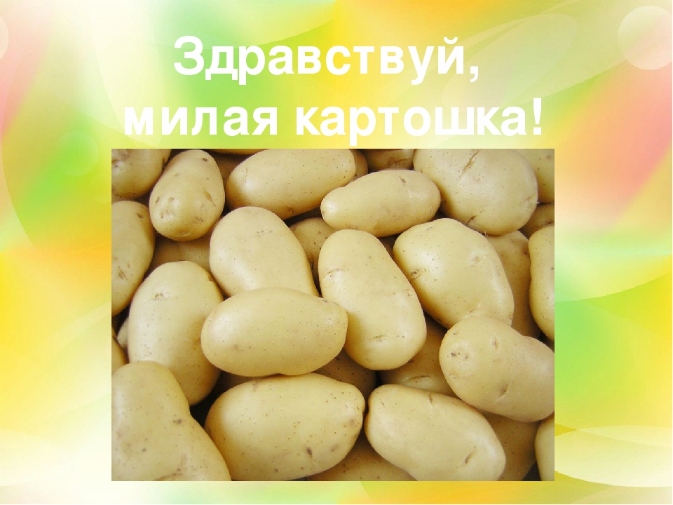 Презентация "здравствуй милая картошка" (подготовительная группа)