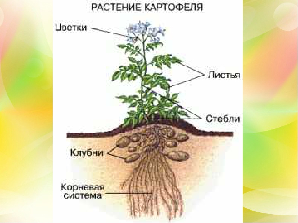 Презентация "здравствуй милая картошка" (подготовительная группа)