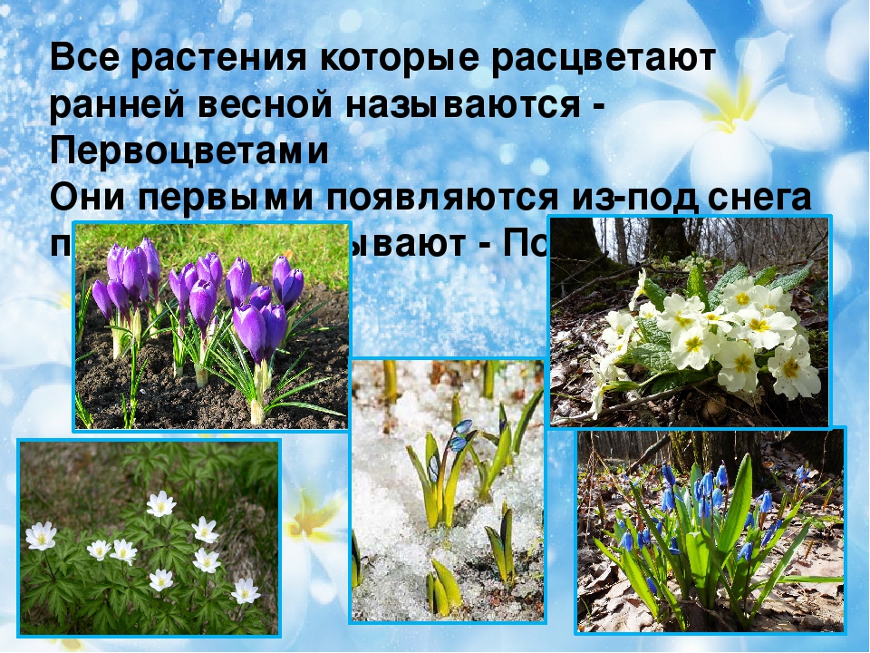 Презентация на тему "Первоцветы"
