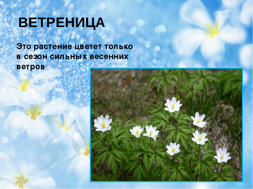 Презентация на тему "Первоцветы"