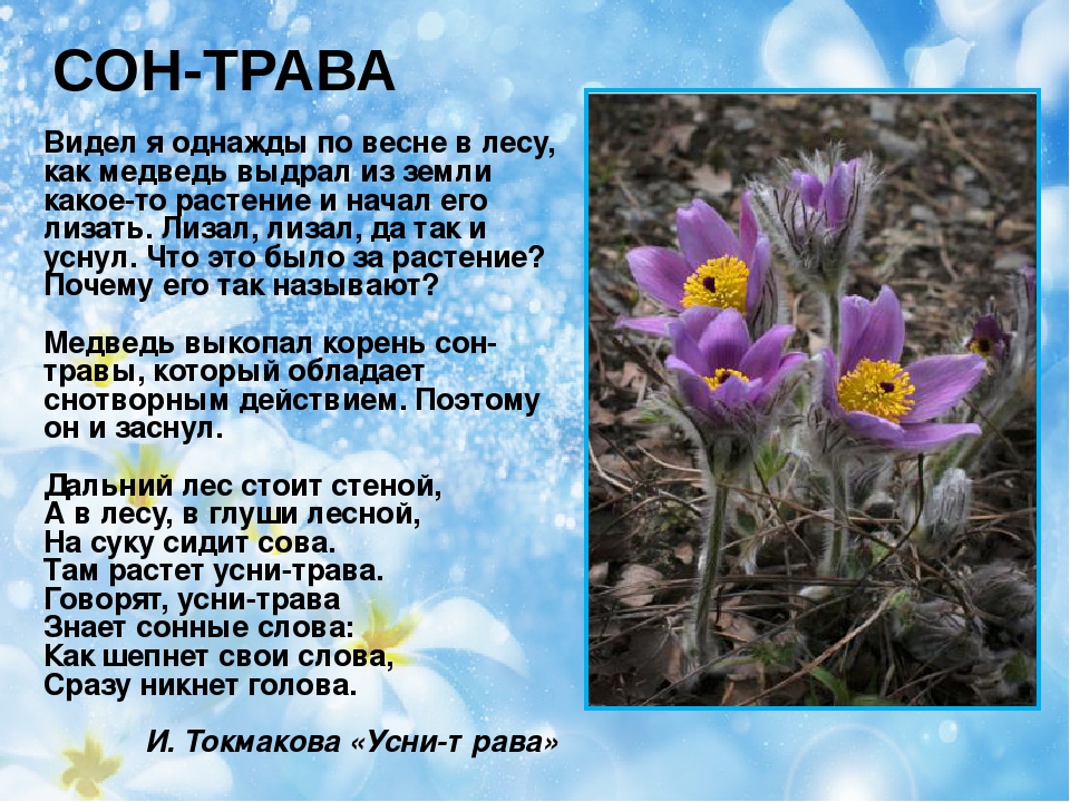 Презентация на тему "Первоцветы"