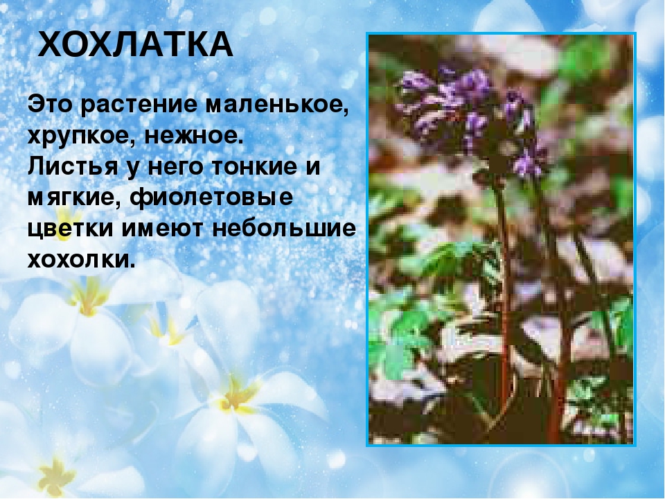 Презентация на тему "Первоцветы"