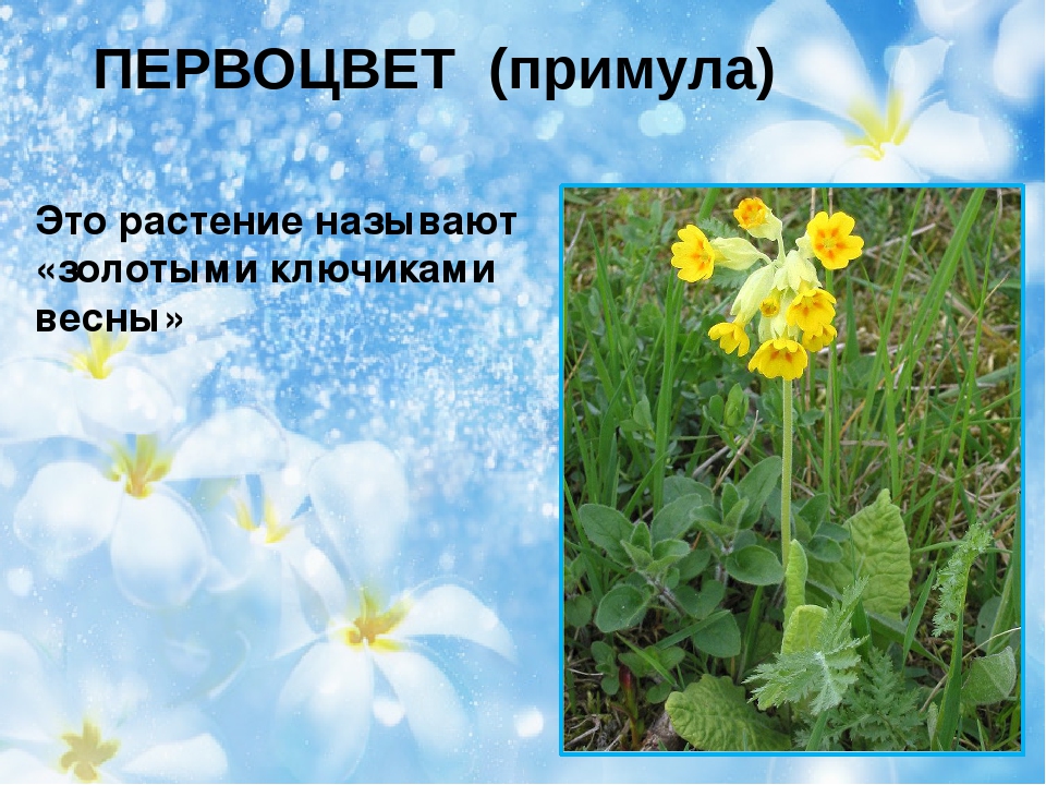 Презентация на тему "Первоцветы"