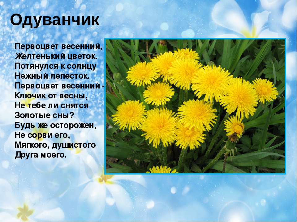 Презентация на тему "Первоцветы"