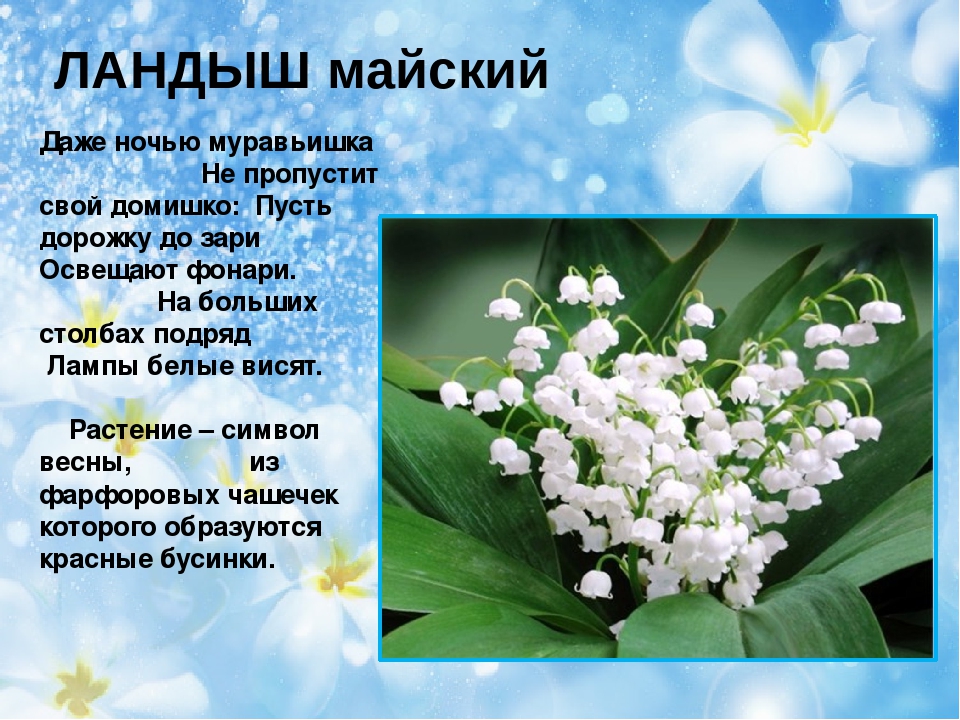 Презентация на тему "Первоцветы"