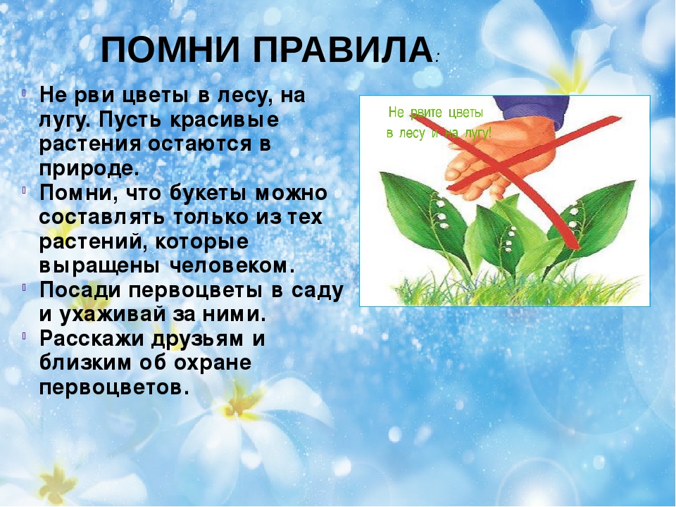 Презентация на тему "Первоцветы"