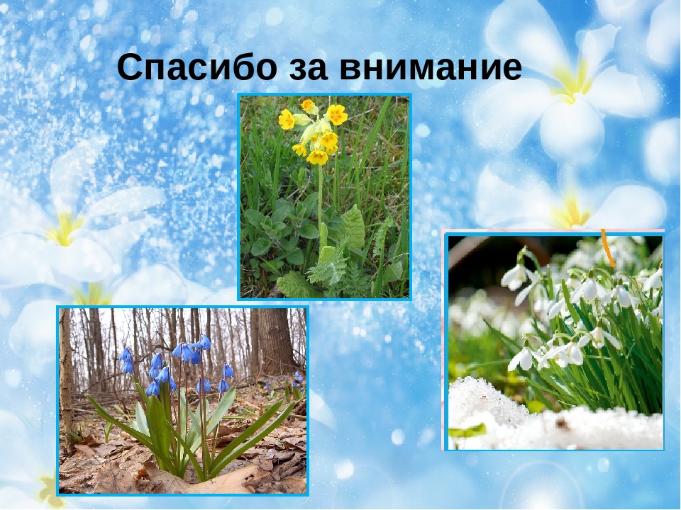 Презентация на тему "Первоцветы"