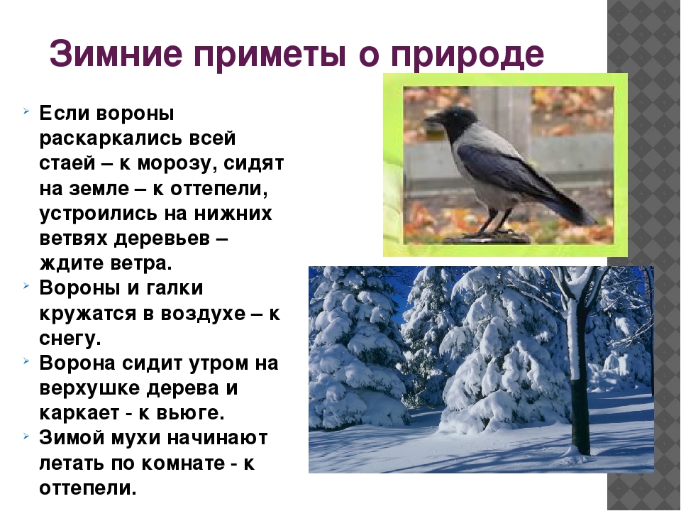 Зимних примет. Приметы при. Приметы о природе. Народные приметы о природе. Народные приметы связанные с природой.