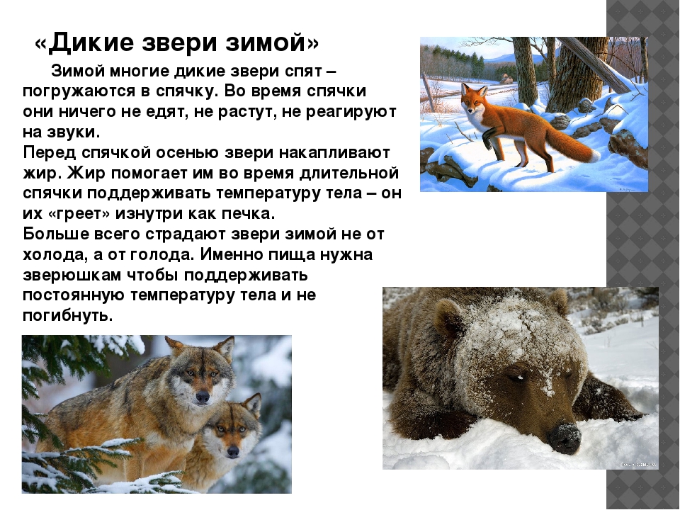 Презентация по ознакомлению с окружающим миром в старшей группе "Приметы зимы".