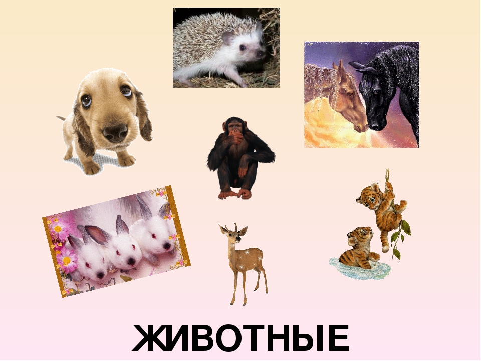 Презентация для будущих первоклассников